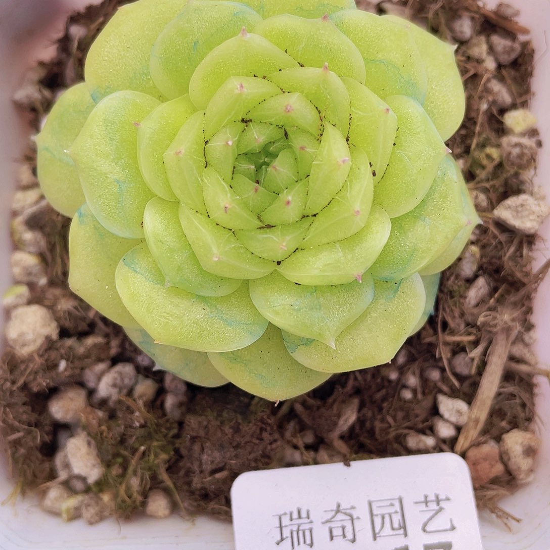 00000000000000017量拍