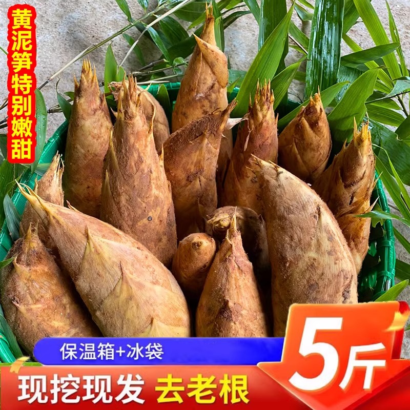 冬笋新鲜现挖笋小毛竹笋黄泥笋当季嫩蔬菜春笋高山黄金笋