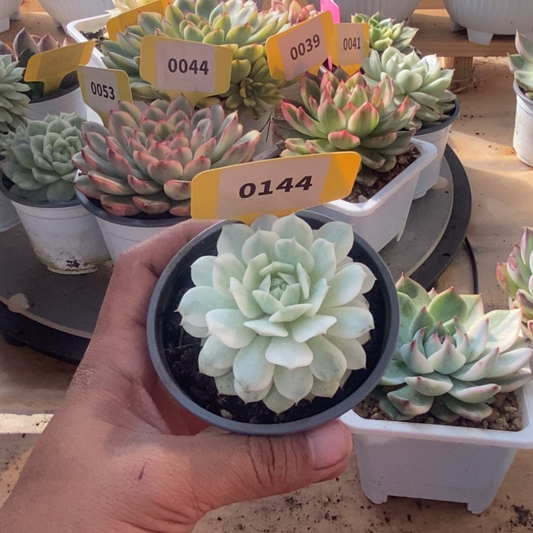 0144静夜哈哈哈哈哈哈