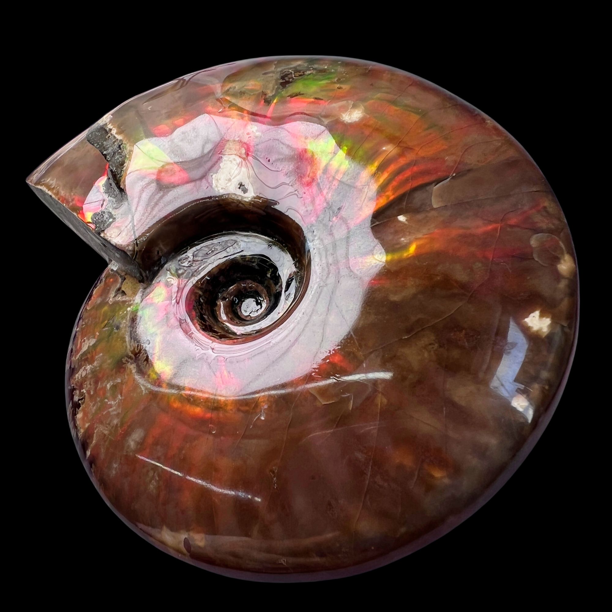 【 叶菊石（火凤凰）】126.4mm 马达加斯加 古贝壳 G11