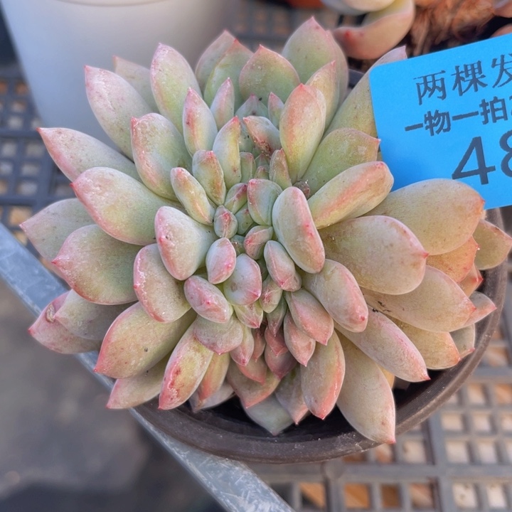 48橙子缀多肉植物