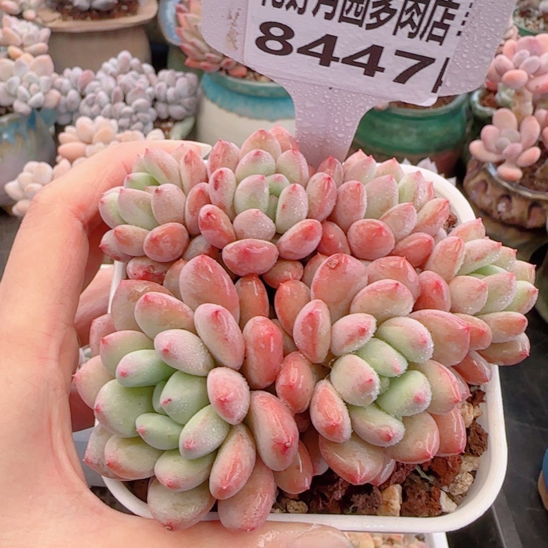 多肉植物8447塞达尔殿下