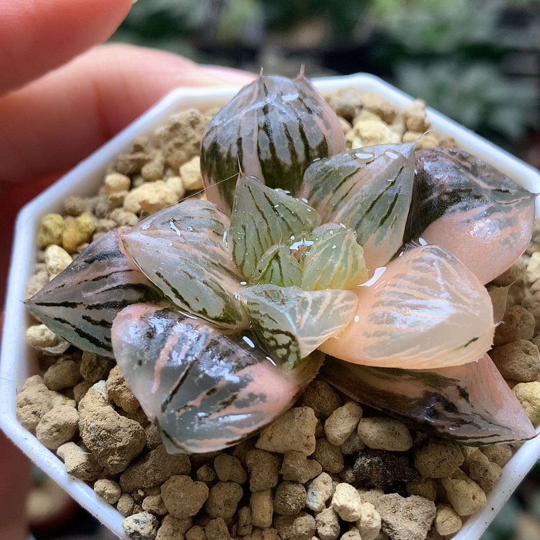 玉潭寿锦带盆土发货ljjut