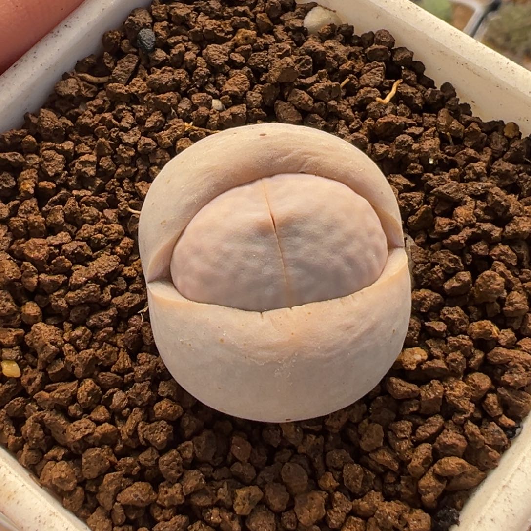 085多肉植物种类多样