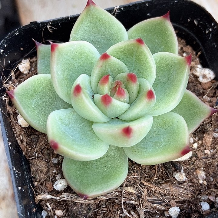 多肉植物蓝龙850