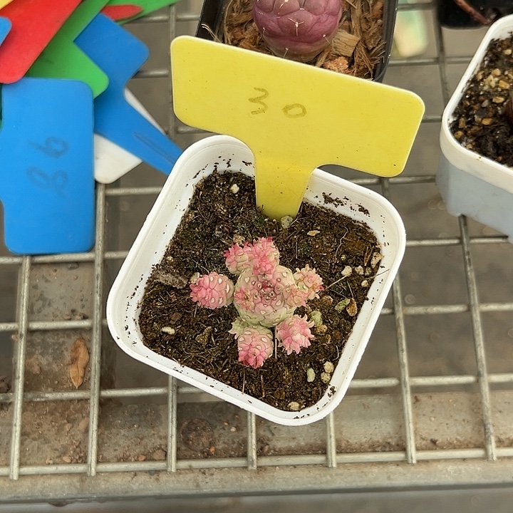 我也不知道我为什么要