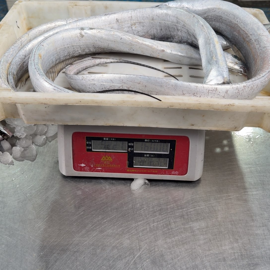 宏***亮中国大陆雷达网老鹰带  4条4.2公斤 要去内发