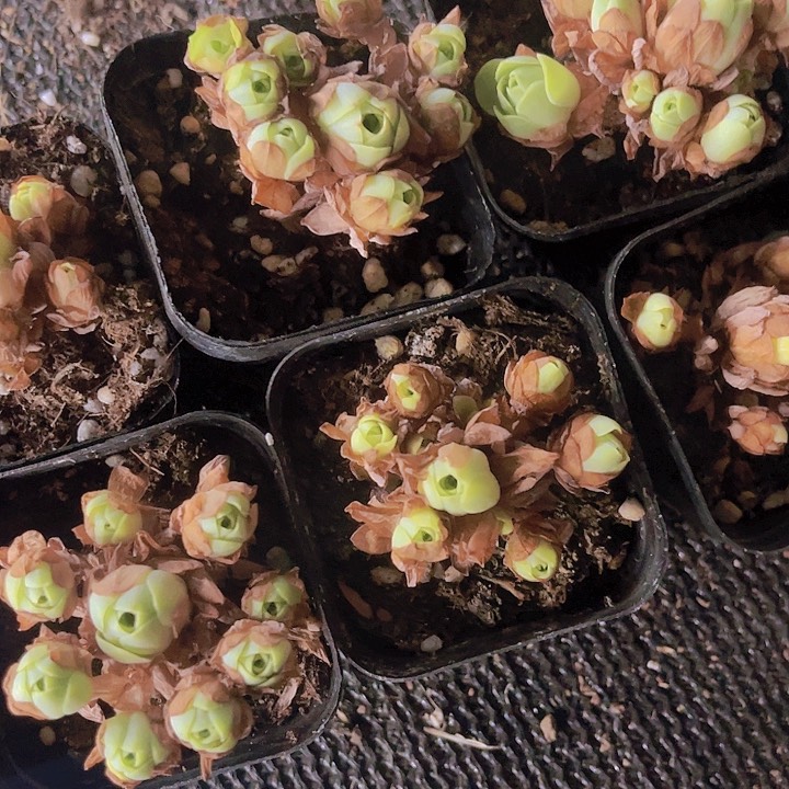 精品带盆土发山地玫瑰