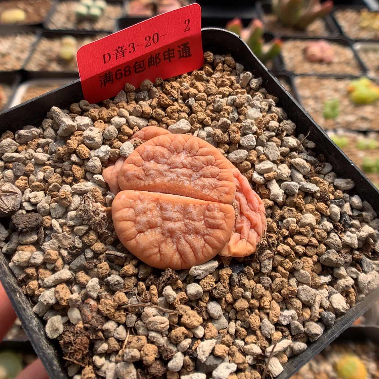 【闪购商品】3-20-2 拿铁 20