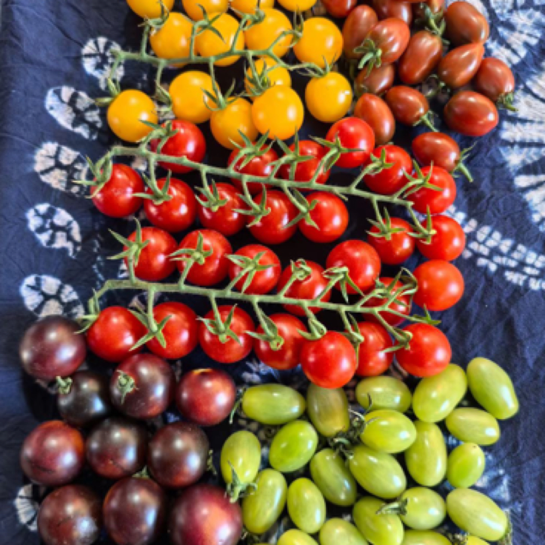 小番茄串番茄水果番茄樱桃小番茄