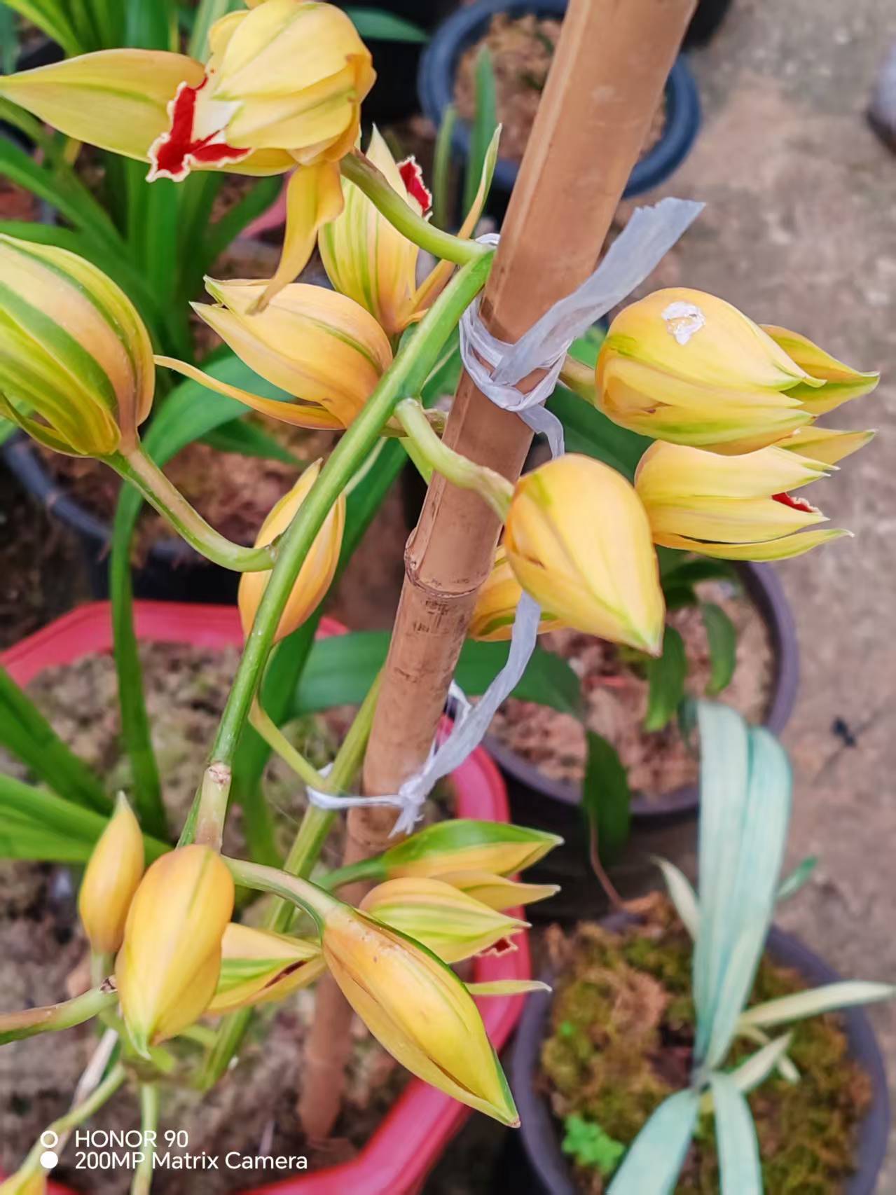 云南虎头兰兰草（一物一拍2号链接）多花叶花双艺浓香好看