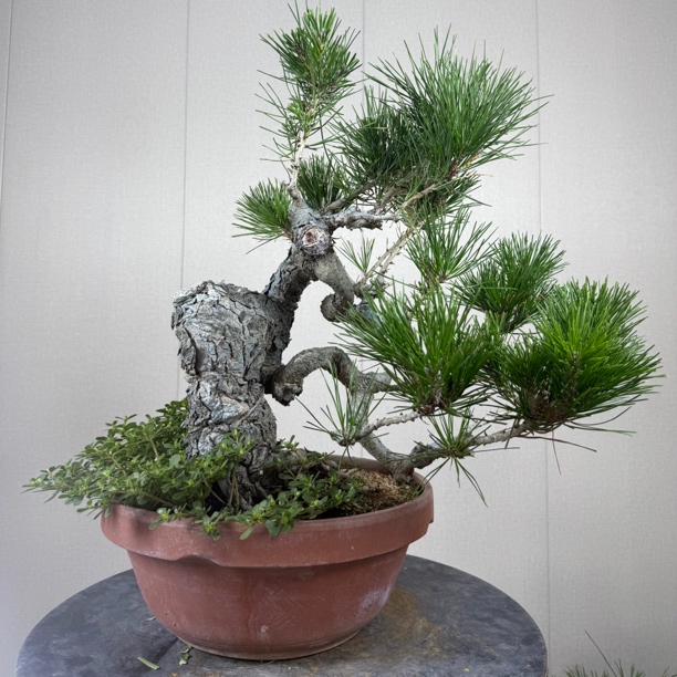 美观多年老桩黑松素材造型独特可