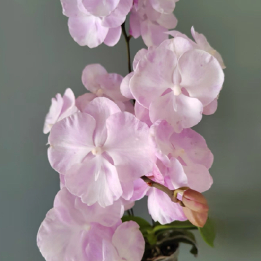 蝴蝶兰【云朵】2.8寸杯不带花剑，没有开花
