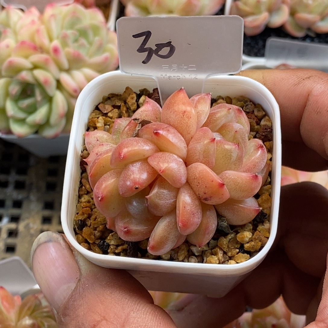 天官赐福百无禁忌