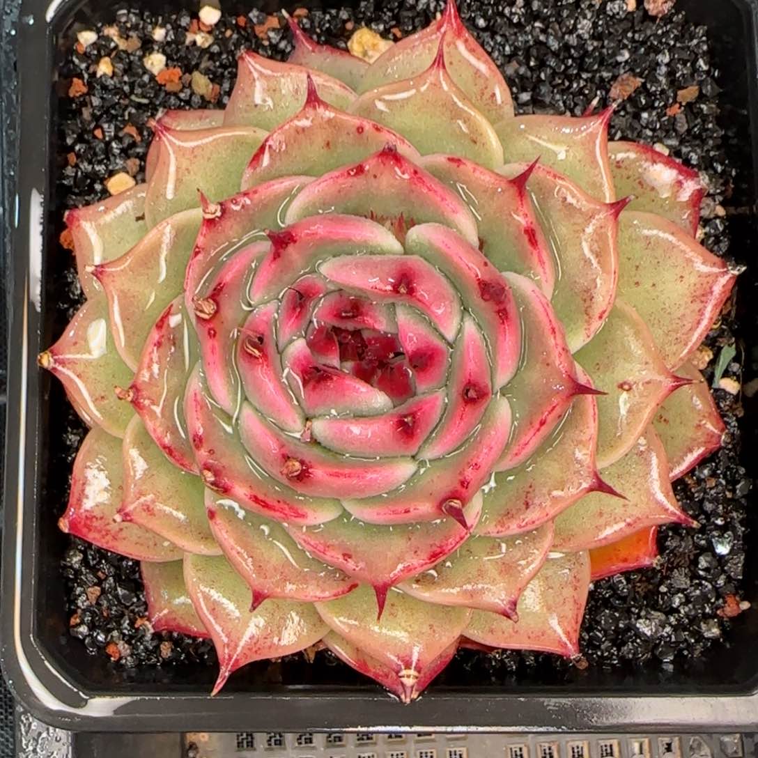 从前慢花园精选多肉托斯卡内利