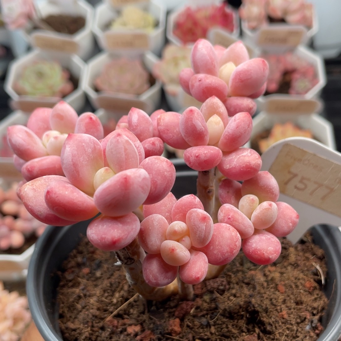樱花洛神7577-9.5厘米