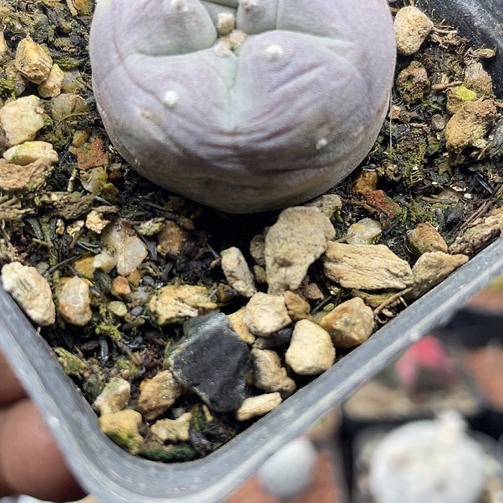 实生福利一颗紫皮肋骨