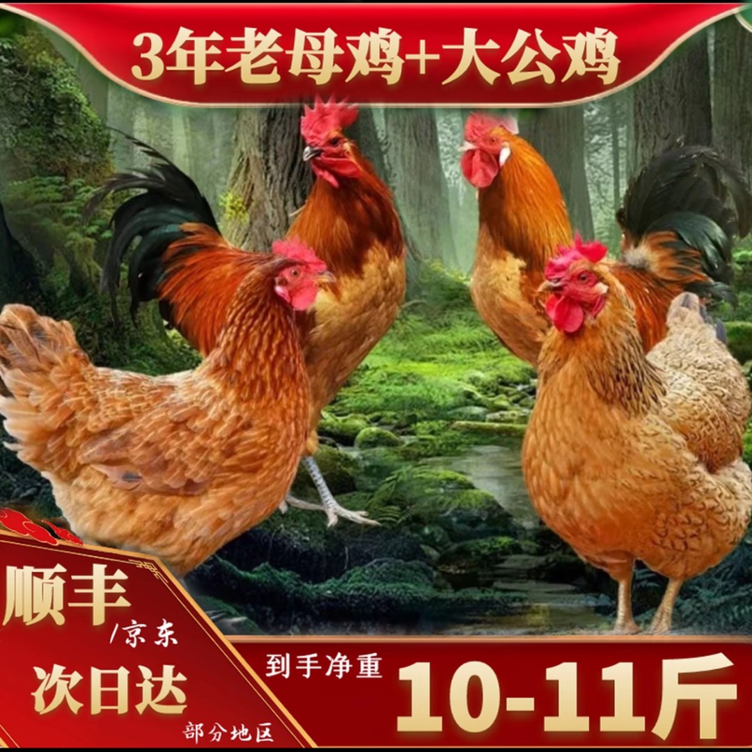 山林放养黄脚老母鸡2只+2只黄脚公鸡到手4只净重10-11斤带内脏