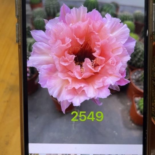 榜***柳彩草2549号6公分左右