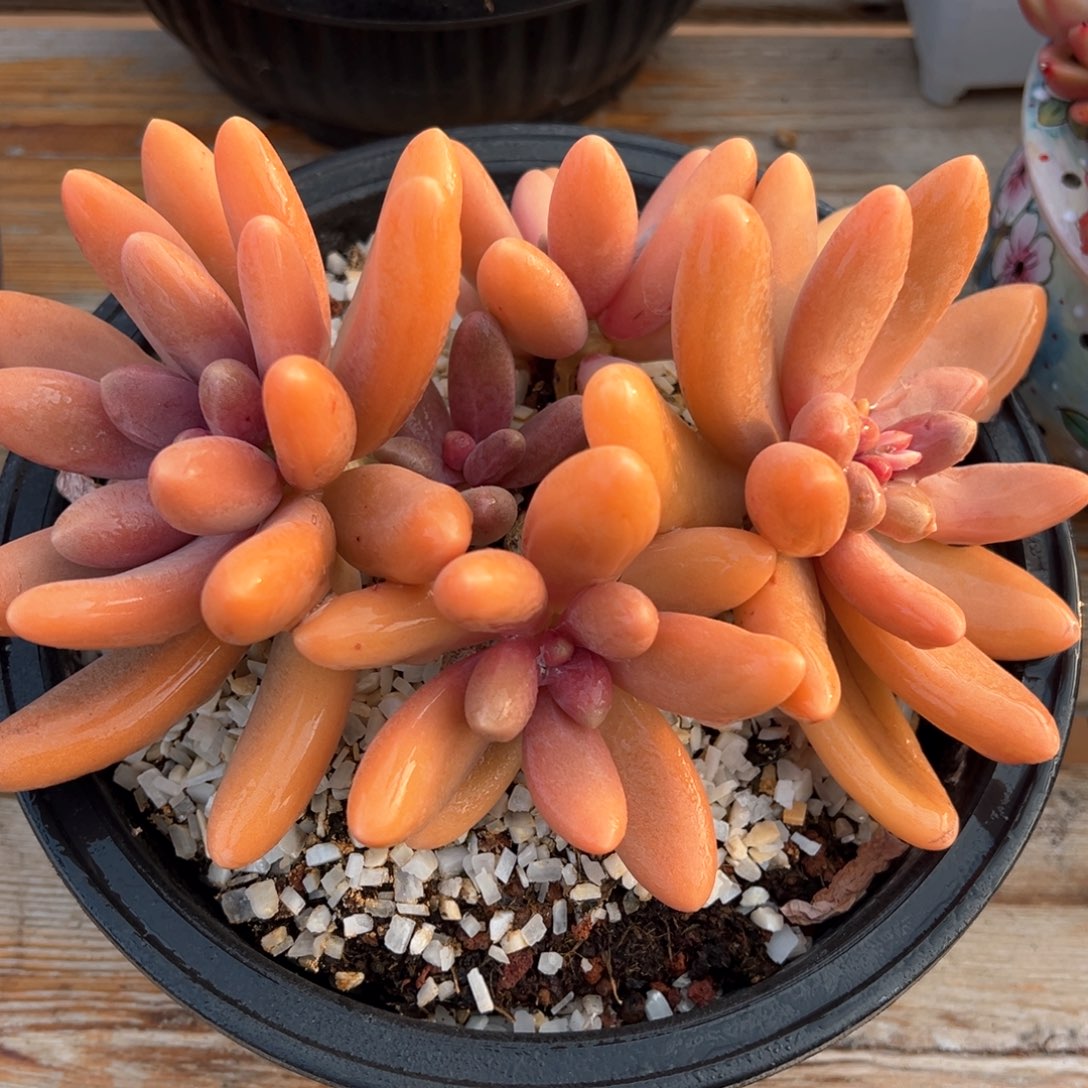 糖果美人全状态多肉植物