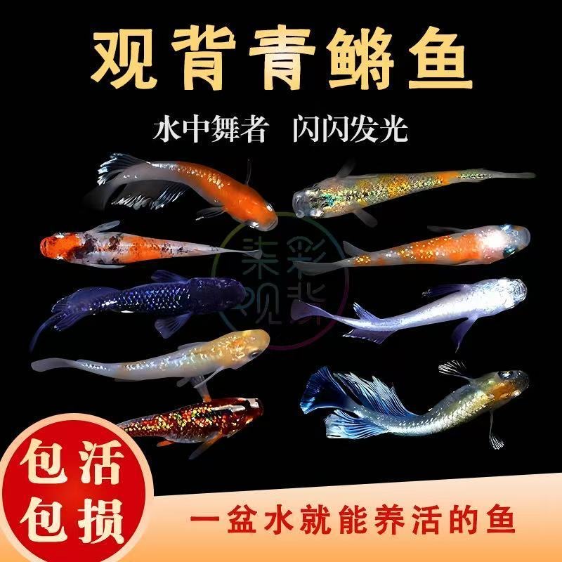 小型观赏鱼观背青鳉一物一拍火箭鱼