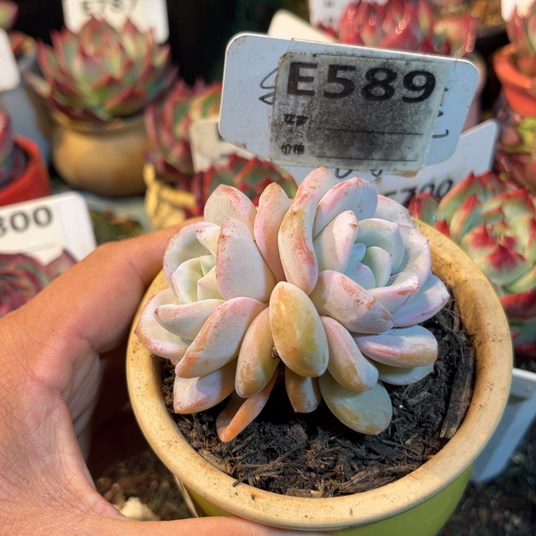 奶茶多肉植物589号多肉