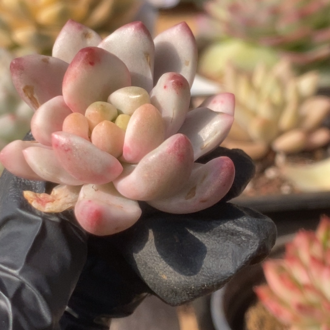 002香格里拉锦锦锦锦锦