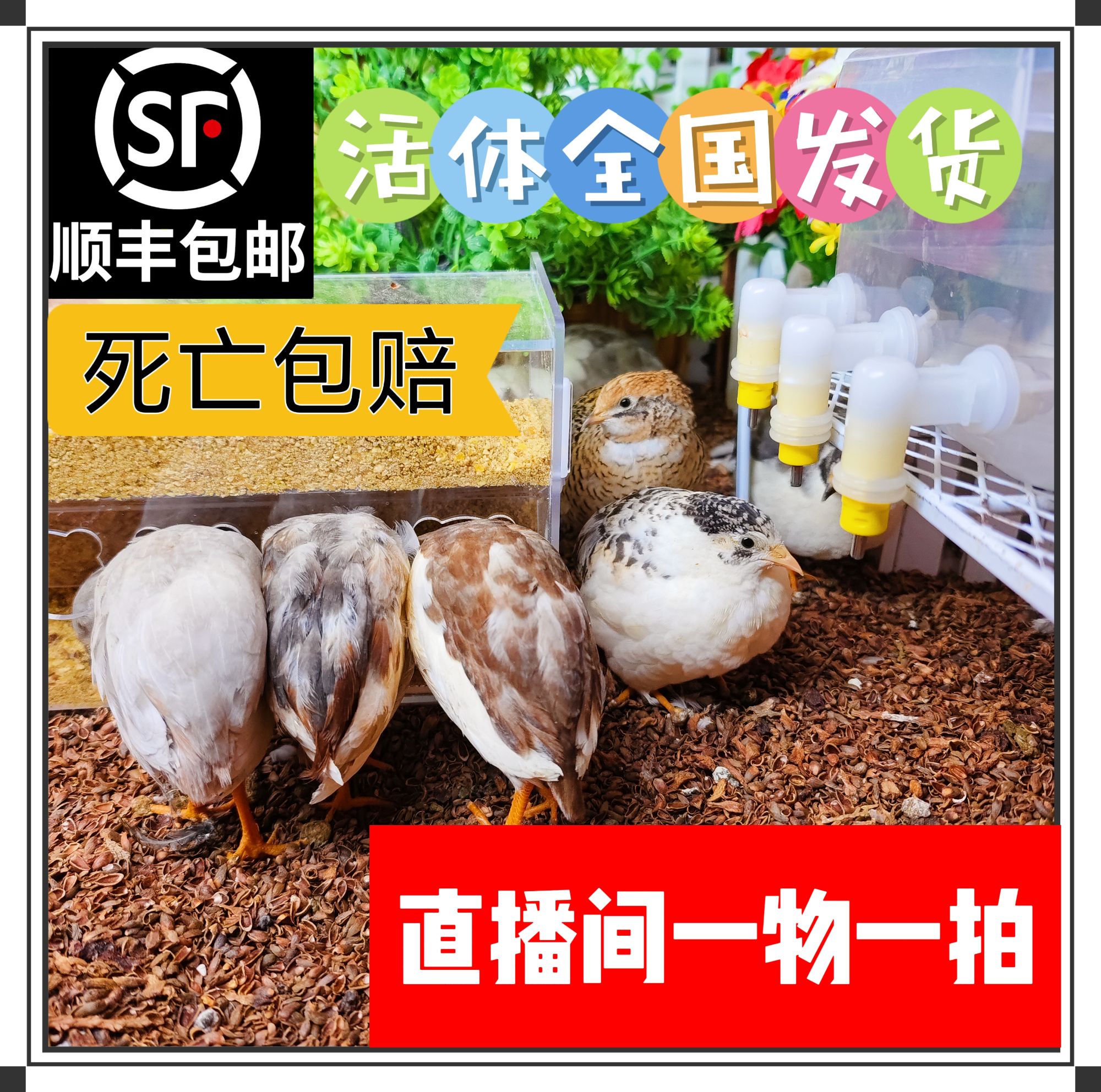 【直播间一物一拍】顺丰包邮-宠物芦丁鸡活体家养观赏下蛋小鸡整鸡2