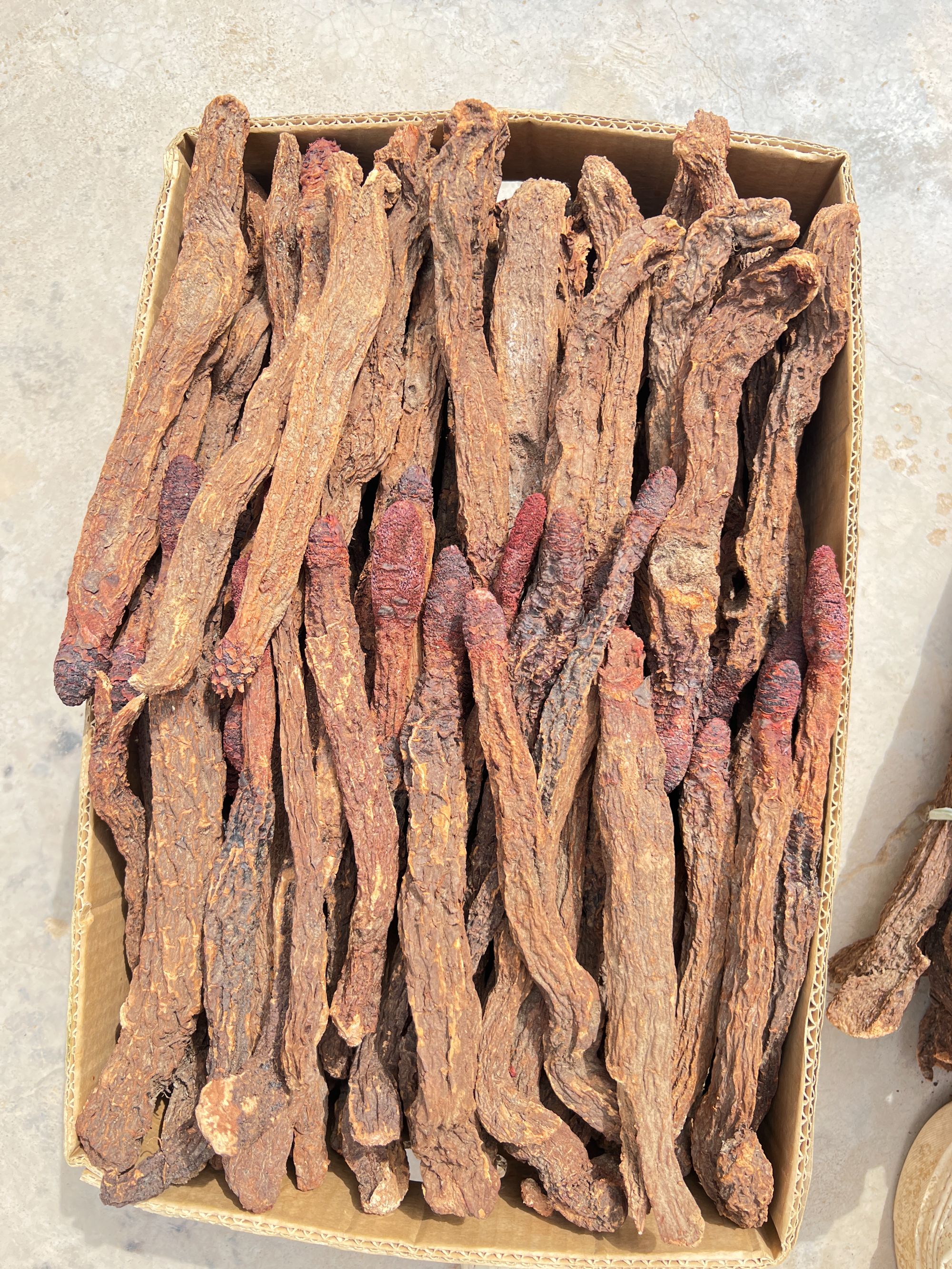 大漠双雄沙漠锁锁 原生自然