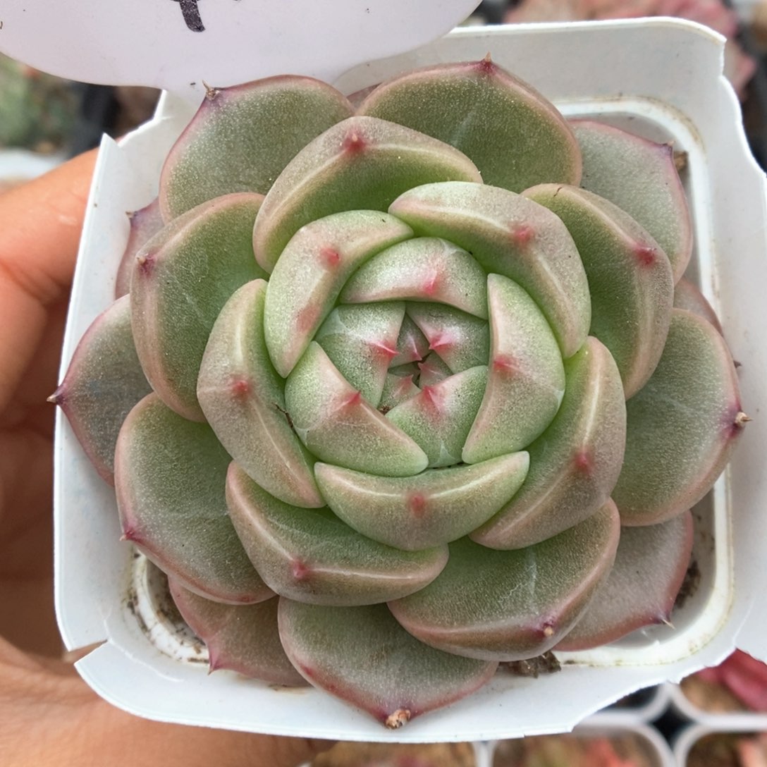 东云珍妮可拍4162号。