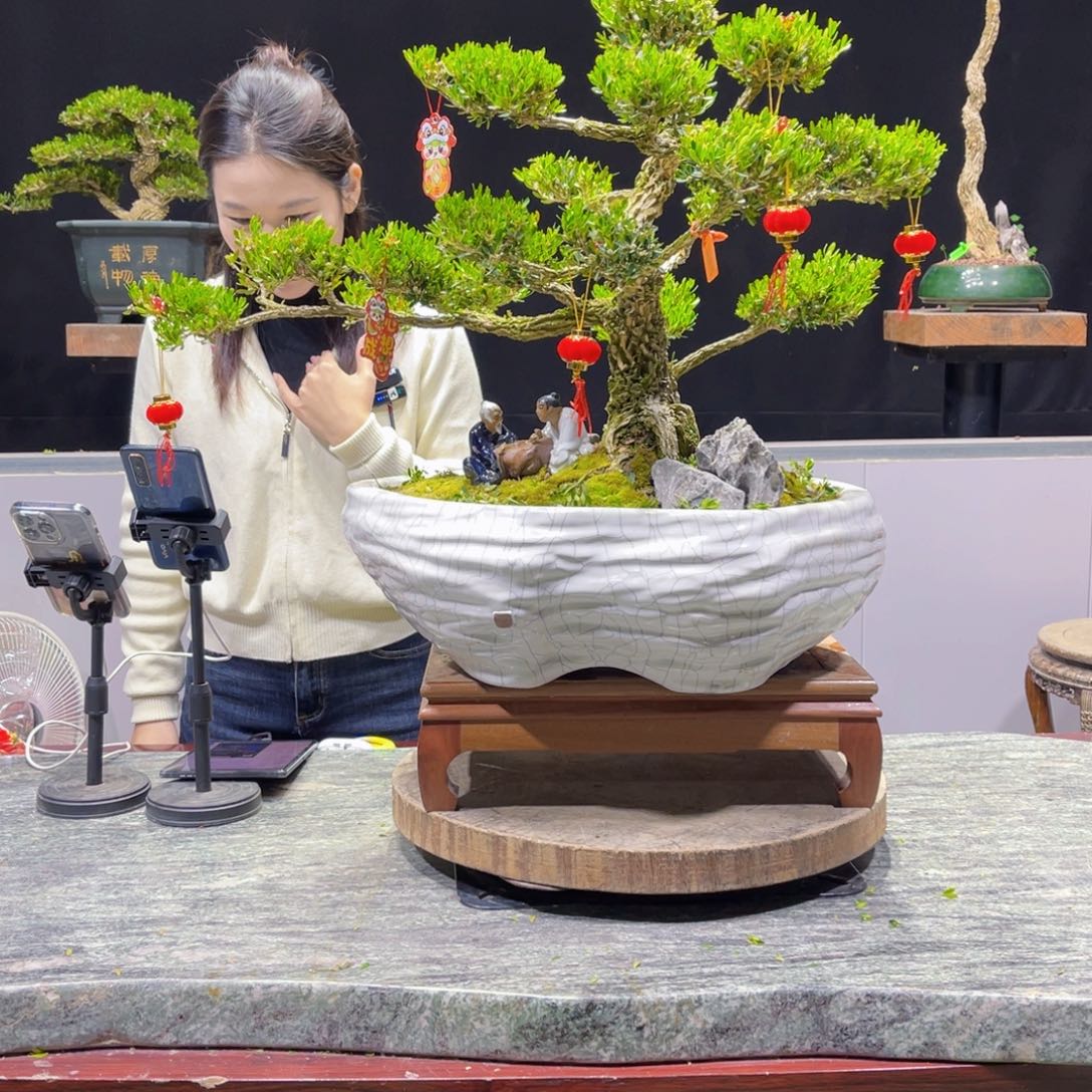 绿植黄杨盆景雀舌软枝