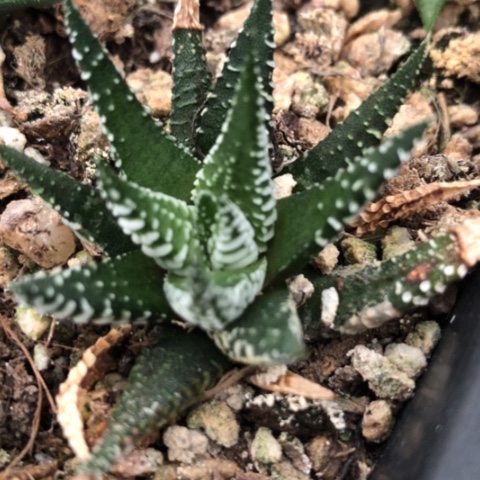 房*原始硬叶多肉植物