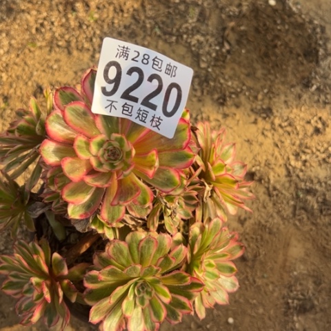 白月光多肉植物法师9220