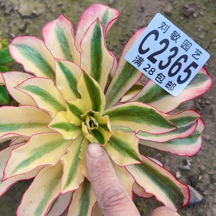 2365砍头多肉植物法师