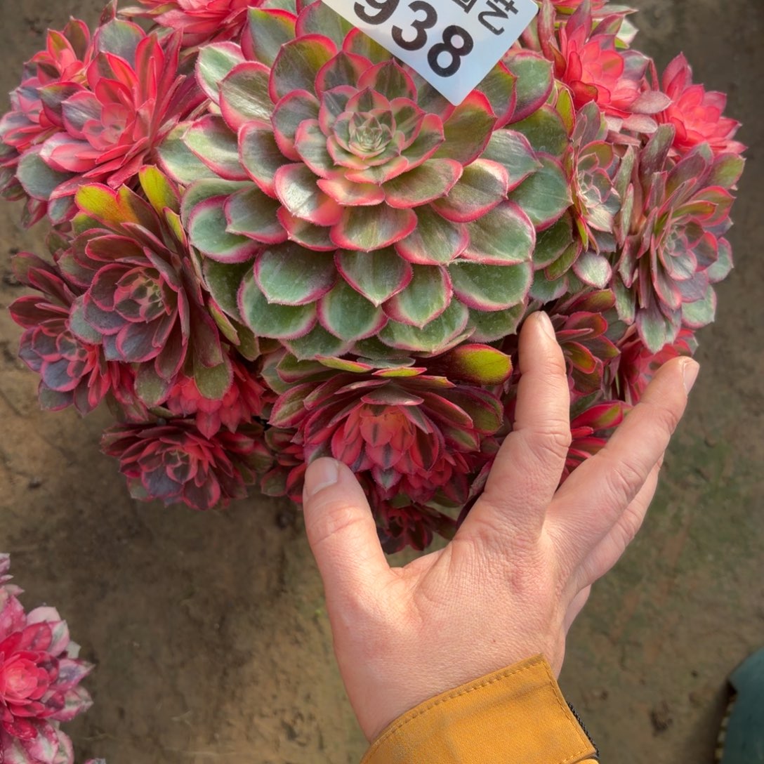 m***u黑魔锦938肉肉肉肉