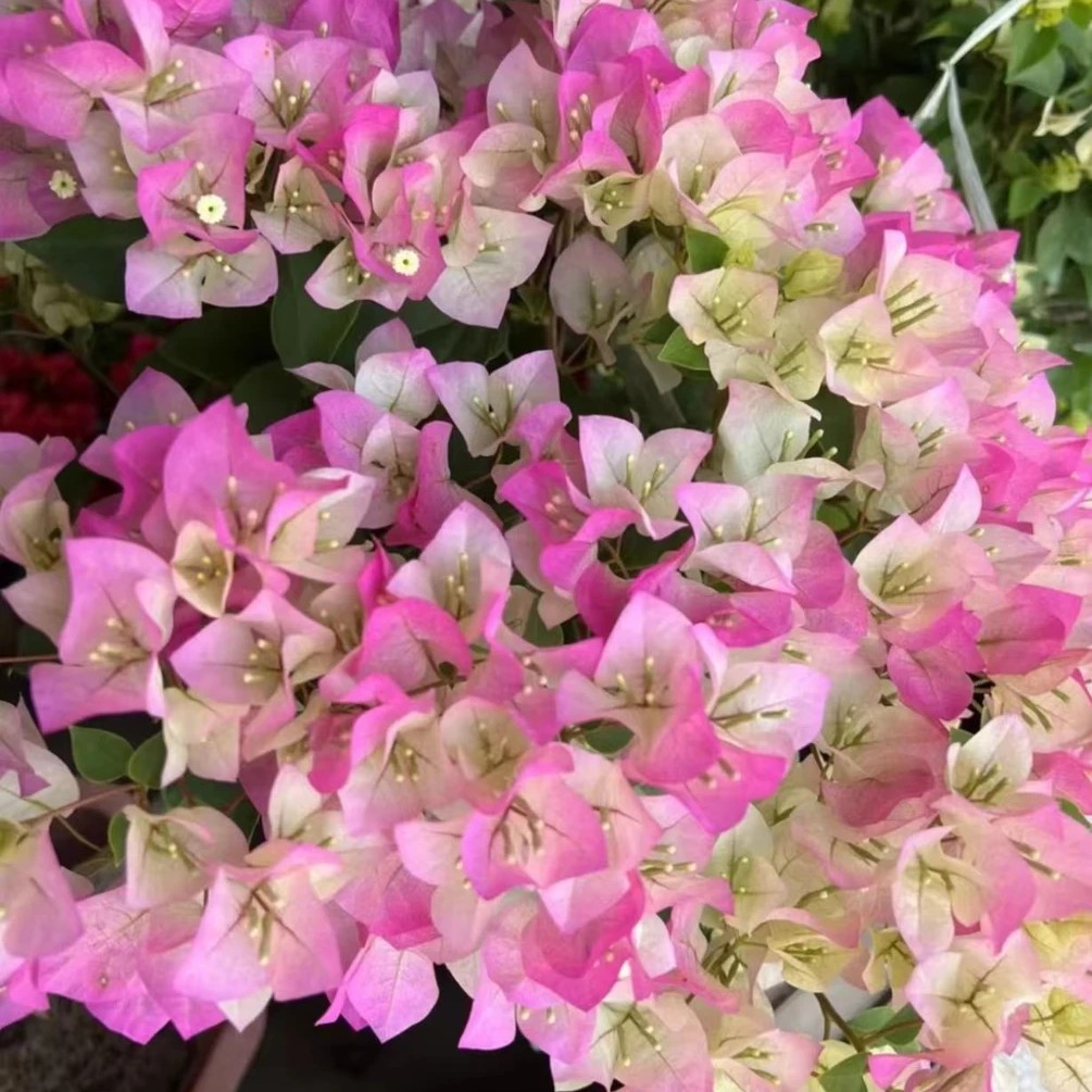 【绿樱】四季开花掉花叶严重光杆介意慎拍