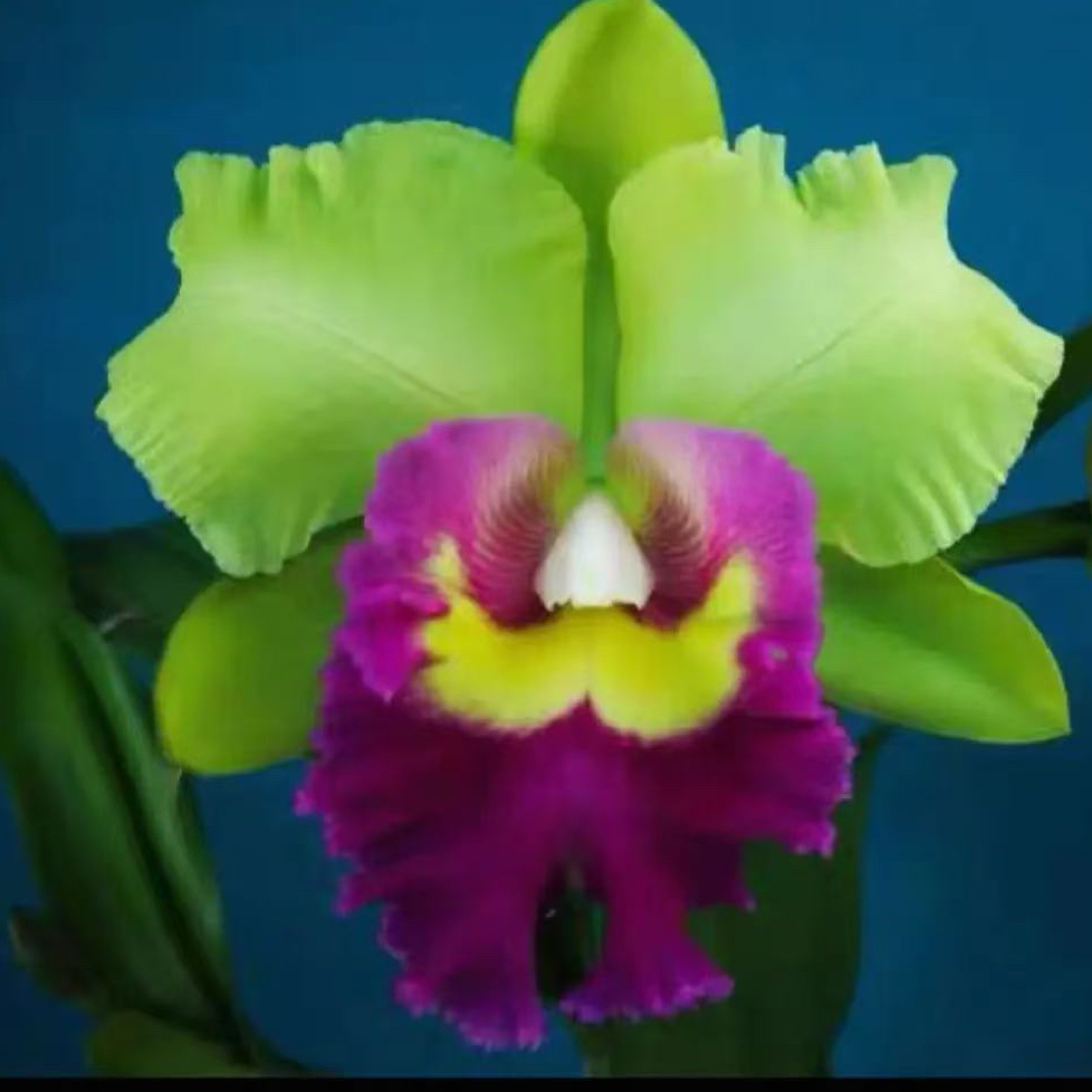 岸芷汀兰｜太阳16号Rlc. Young Kong  经典黄绿大花 卡特兰