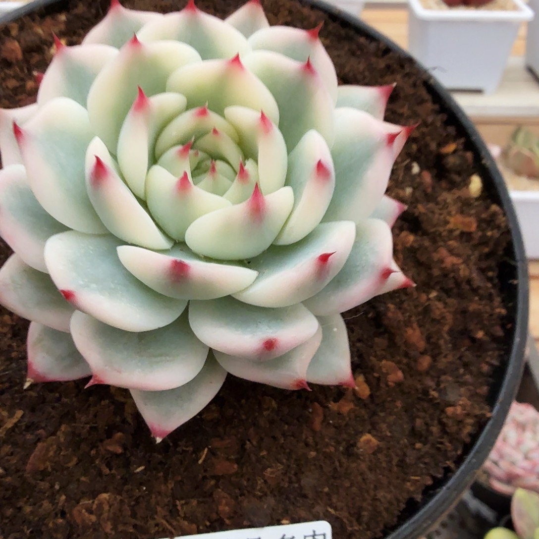 1225-61吉娃娃锦单头