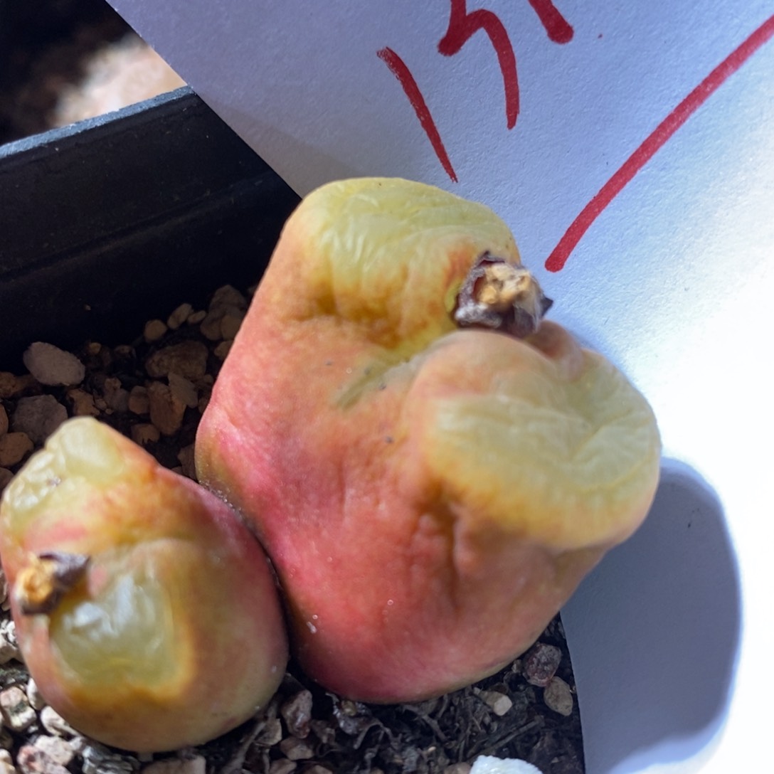 13185一个一个一个