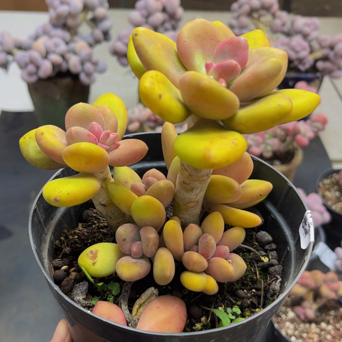 887/10cm芒果奶多肉