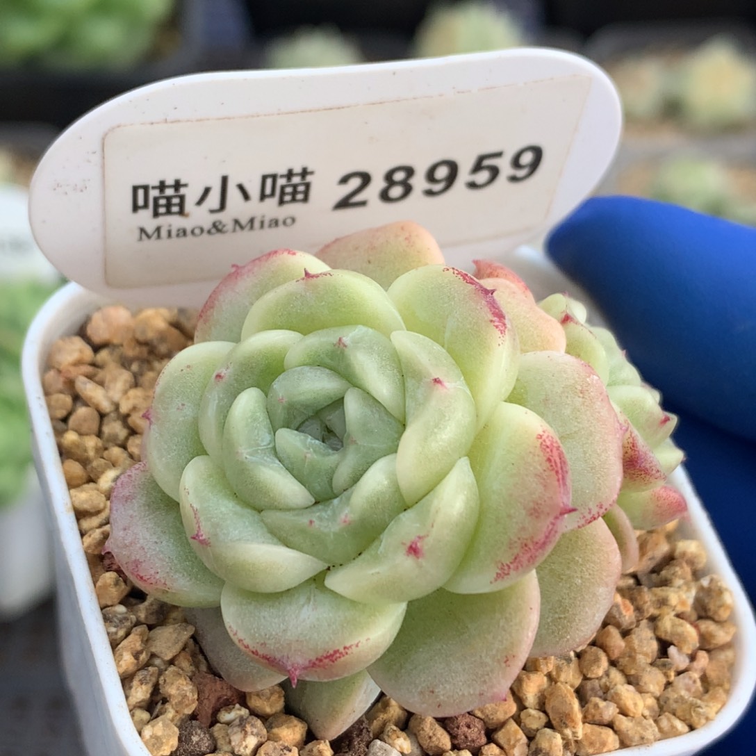 多肉植物杂交珍妮