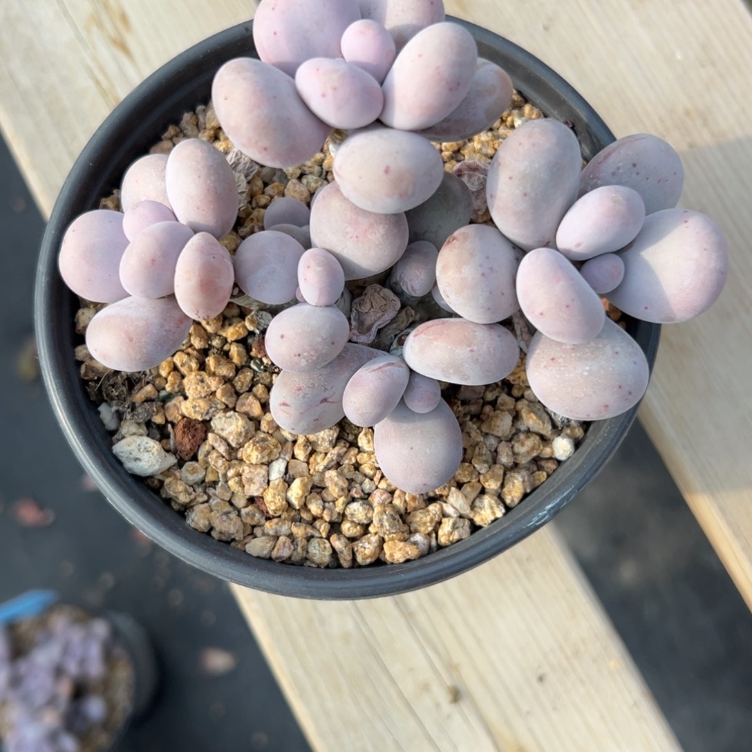 原始奶酪11111111111111111