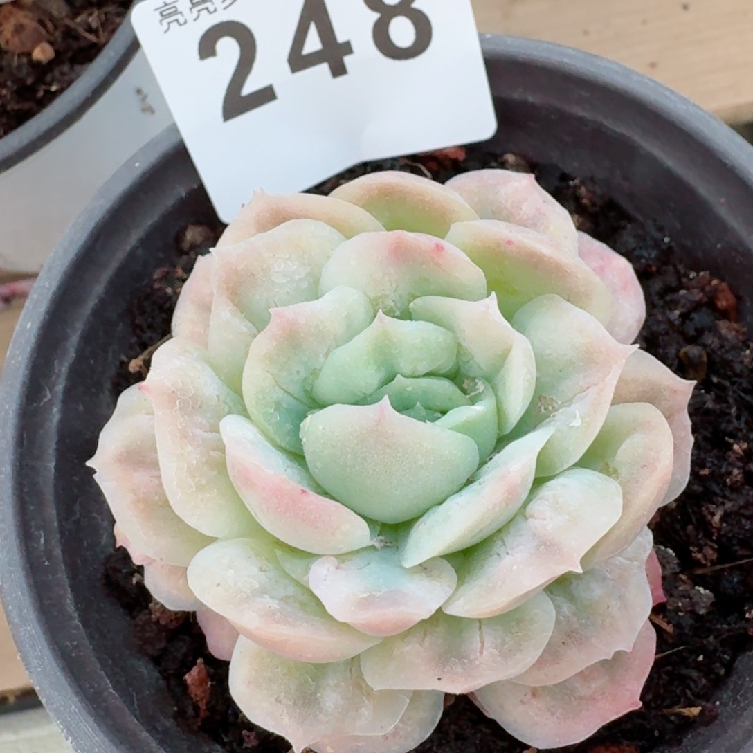 泡泡纱裙今日上新         精品多肉