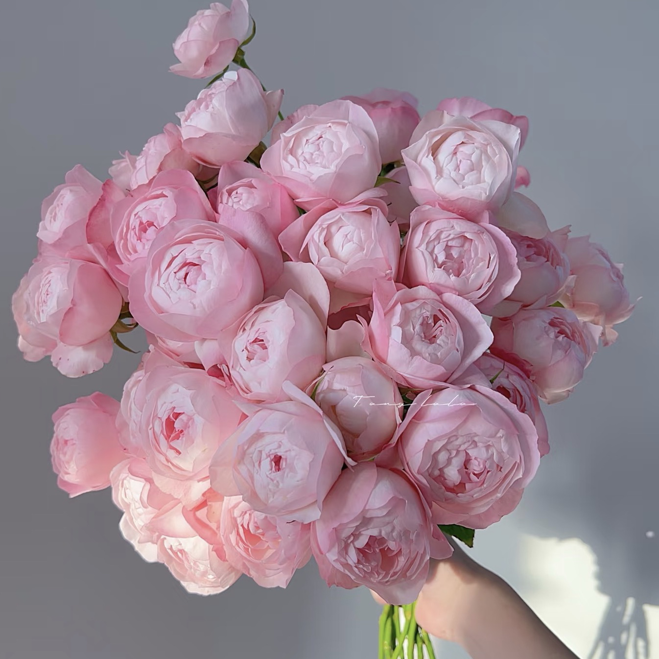 草莓杏仁饼根接苗匠人月季月季花玫瑰花四季开花阳台盆栽植物花园