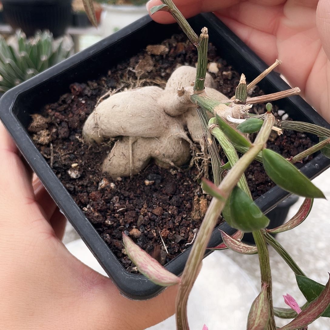 66666666666666666666666