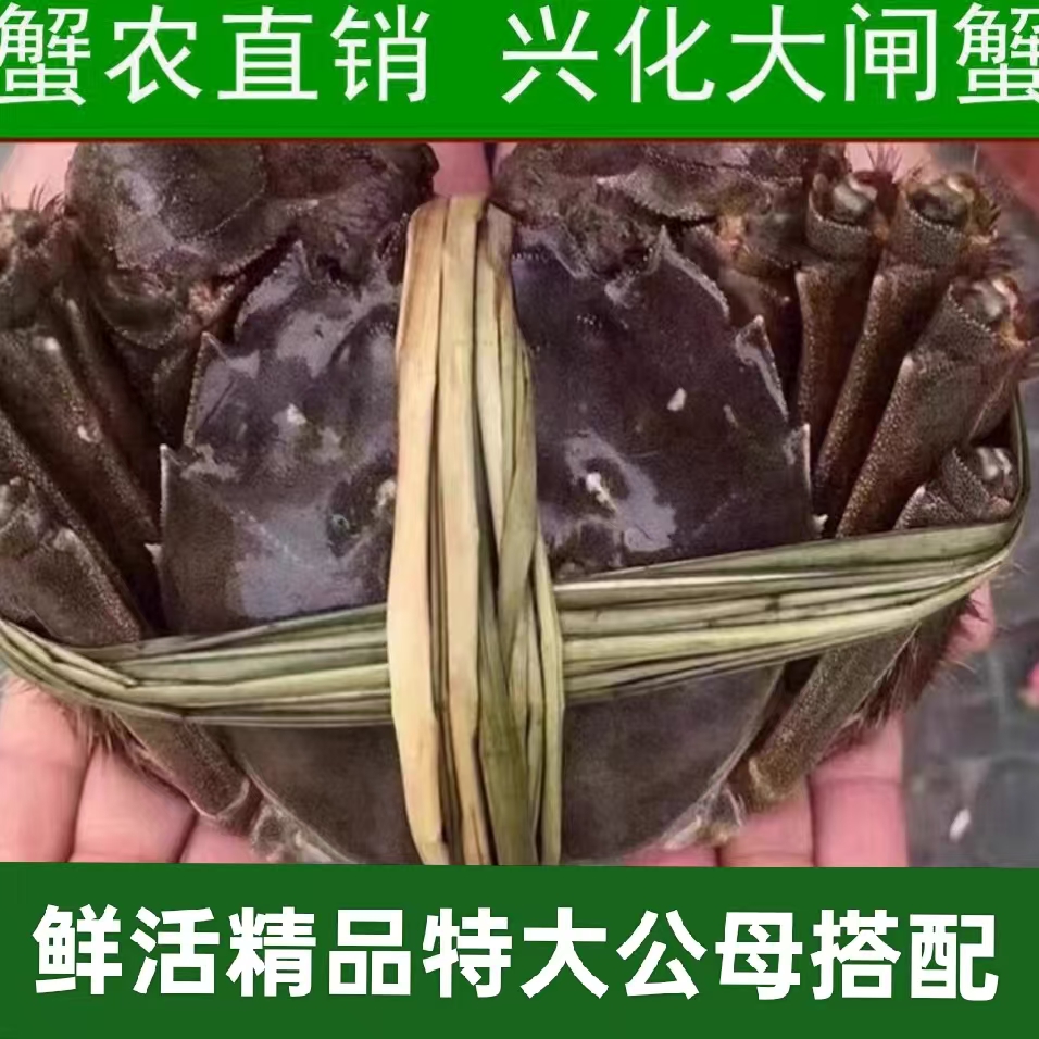 精品礼盒装 鲜活兴化大闸蟹（公5.8～6.0两+（母4.8～5.0 两)6/8/10只