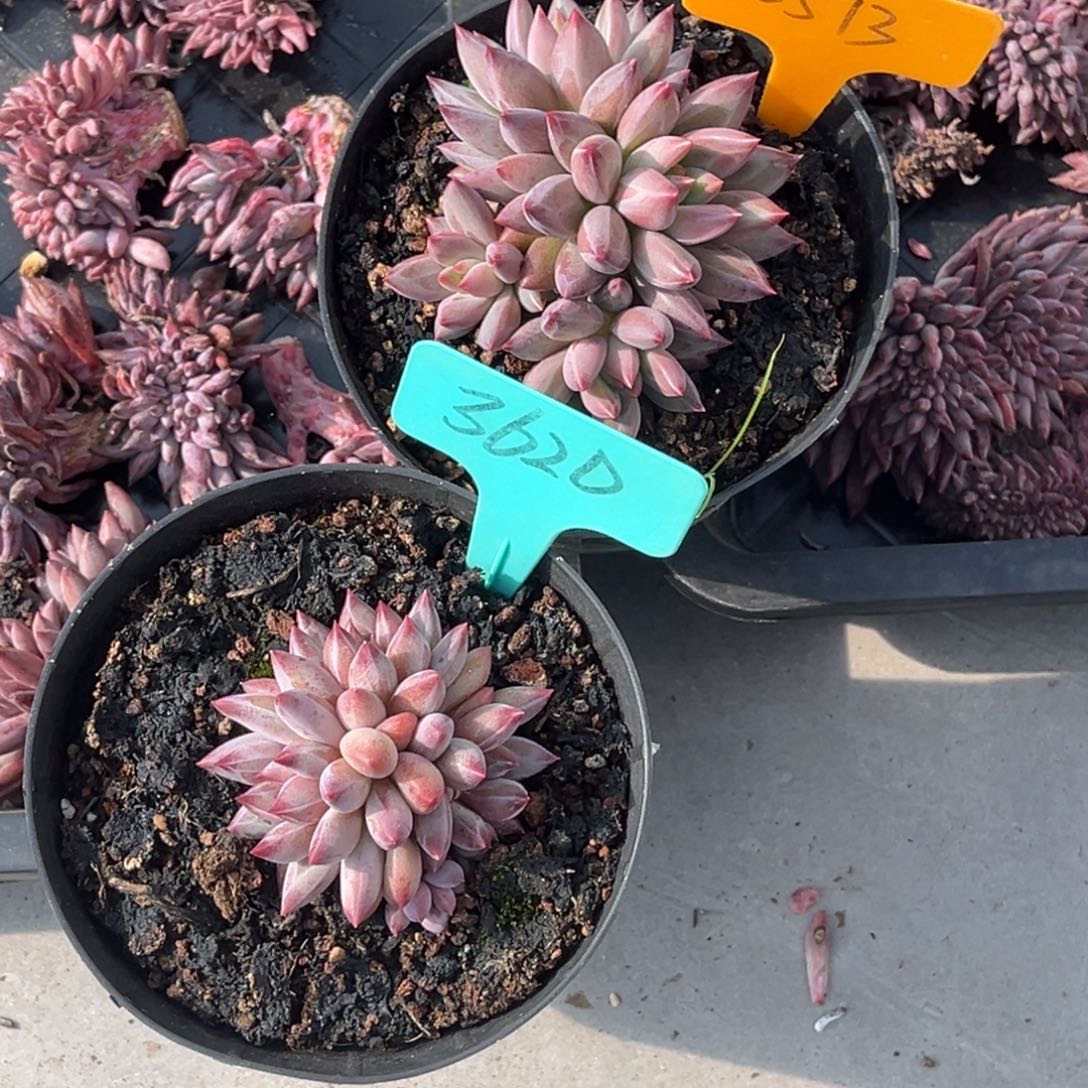 安***身52513.3620号上午多肉植物群生