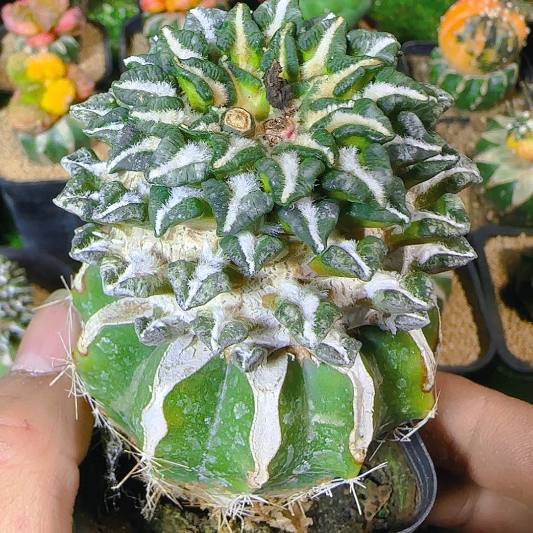 大屁股黑牡丹049仙人球