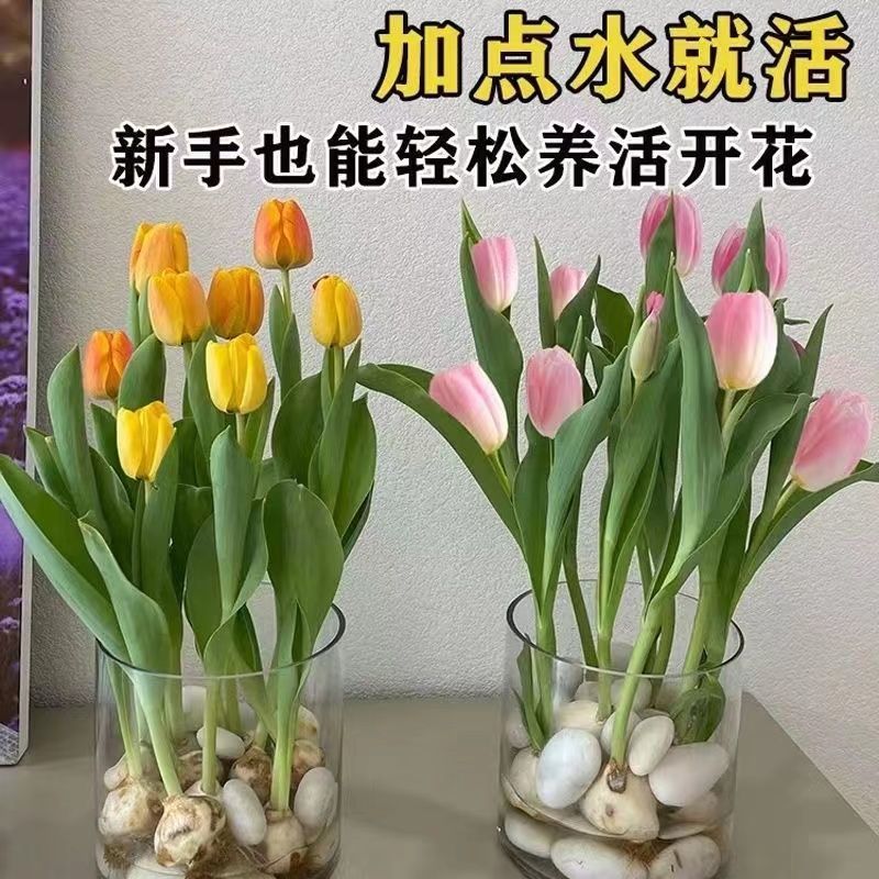 【四季开花】郁金香种球水培懒人植物耐寒四季种植盆栽花卉养不死