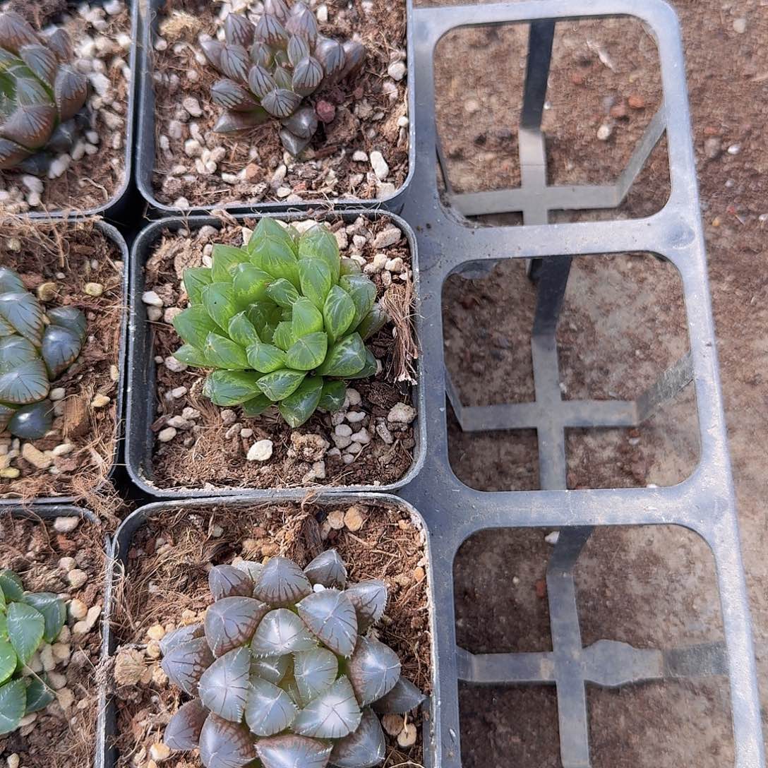 直播福利一物一拍55